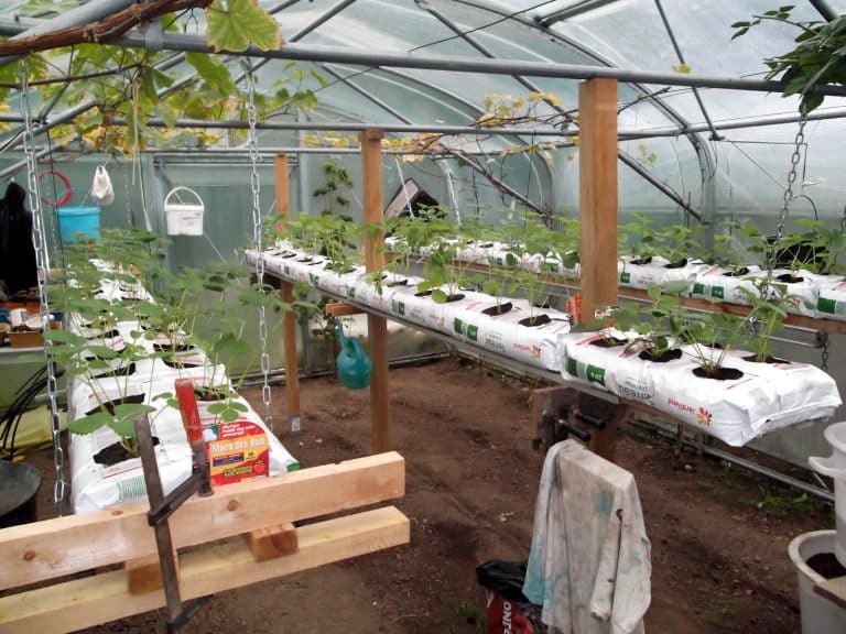 Afrique du Sud : Beaucoup d’agriculteurs pratiquent la technique de la culture hors-sol