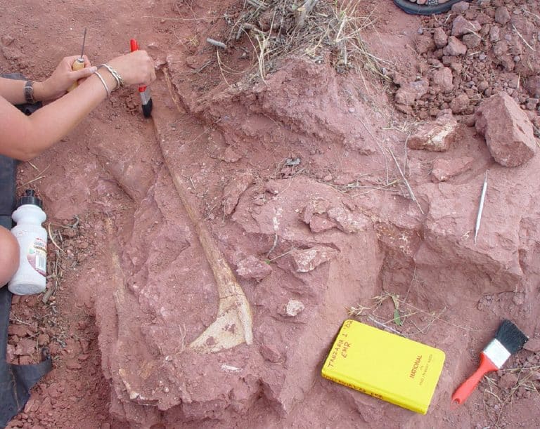 Découverte en Tanzanie d’un squelette de dinosaure qui remonte à 70 millions d’années