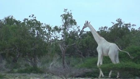 Des girafes blanches repérées au Kenya