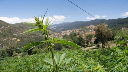 Au Maroc, l’absence de cadre réglementaire autour du cannabis attire les touristes