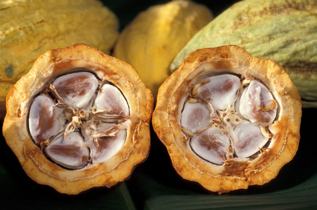Les cacaoculteurs ivoiriens préoccupés par le temps chaud et sec
