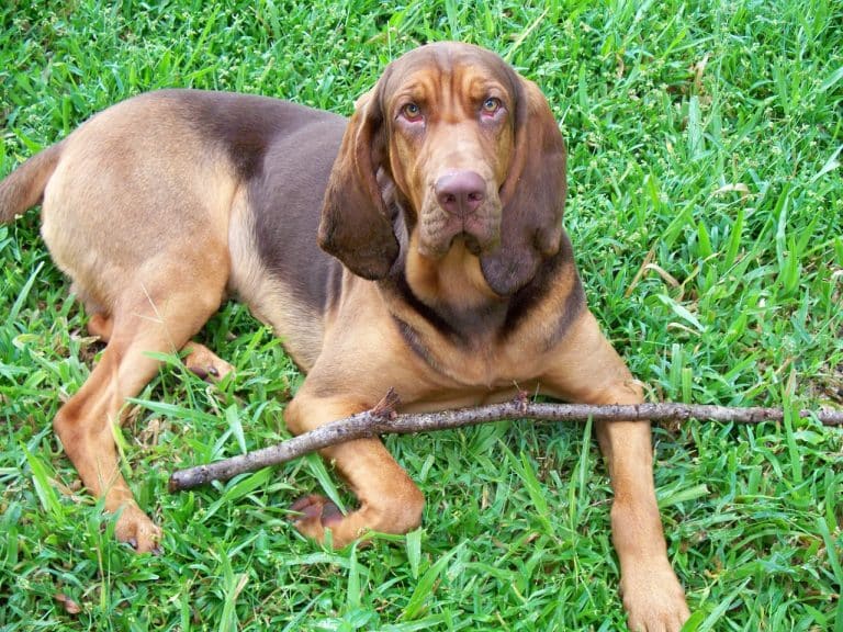 Les rangers kényans emploient des chiens pour traquer les braconniers