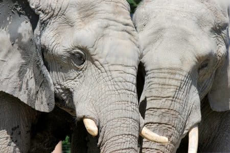 Un conservationniste américain retrouvé mort au Kenya