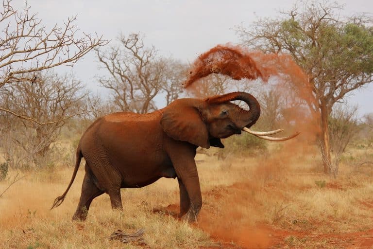 Une fissure terrestre au Kenya divise l&rsquo;Afrique en deux