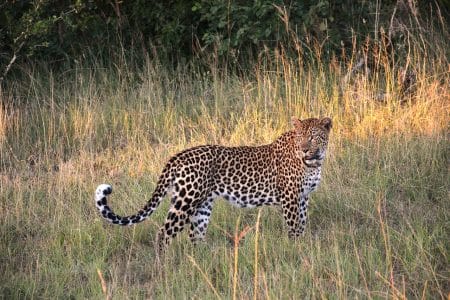 Pourquoi l’Afrique du Sud séduit-elle autant les touristes ?
