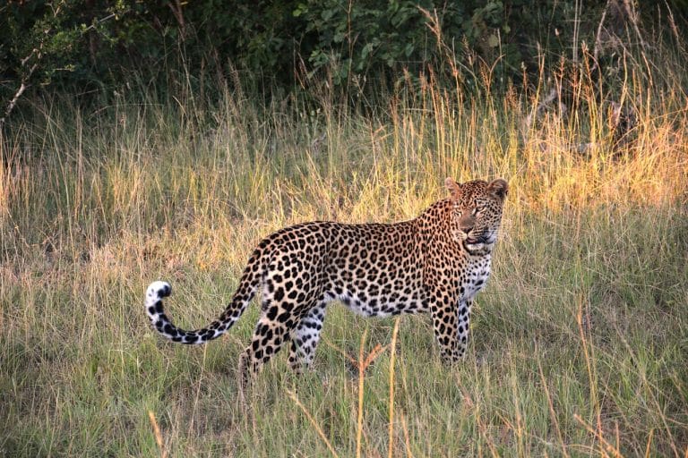 Pourquoi l’Afrique du Sud séduit-elle autant les touristes ?