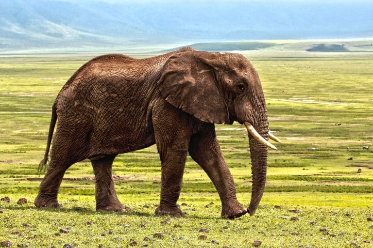 Comment les richesses naturelles de l’Afrique ont été exploitées et volées