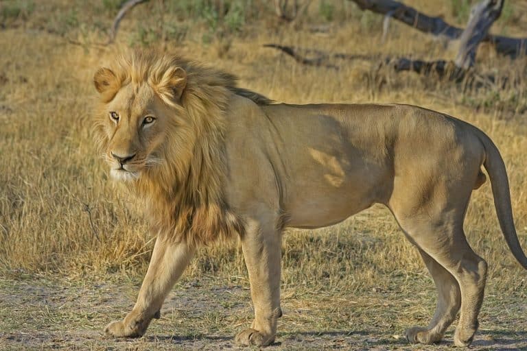 Exportation de 1 500 squelettes de lions par an en Afrique du Sud