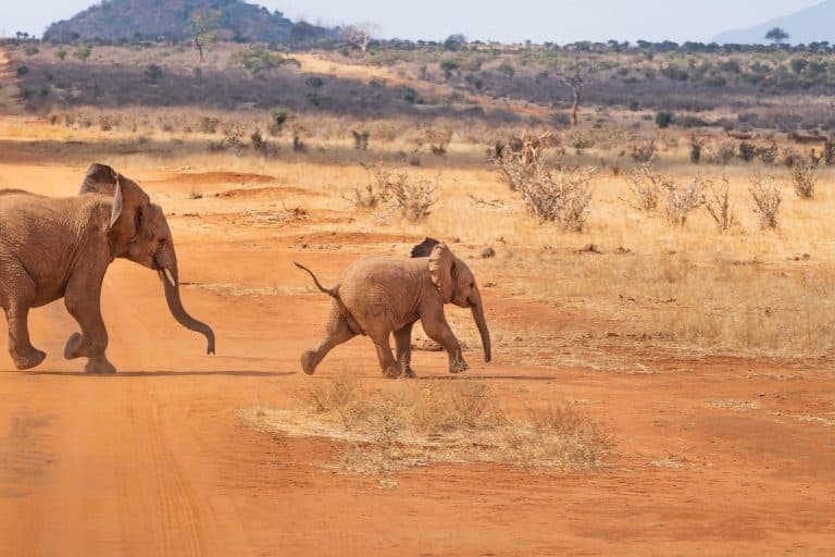 Que signifie le changement climatique pour la sécurité en Afrique ?