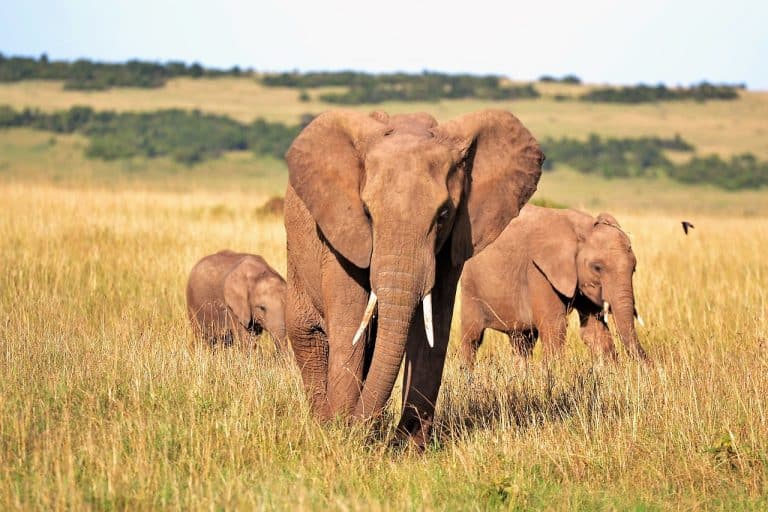 C’est l’avenir des safaris en Afrique