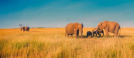 Pourquoi l’Afrique doit devenir le continent de la conservation ?