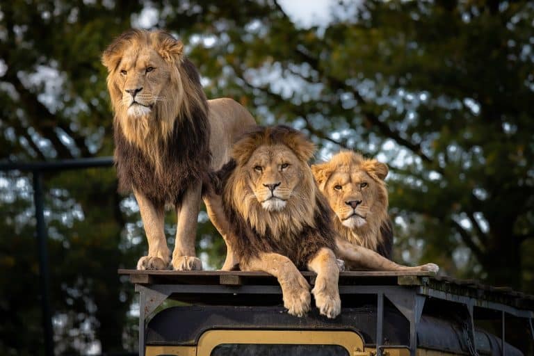 Pourquoi visiter le Kenya ?