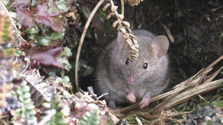Les écologistes prévoient une extermination massive des souris destructrices sur l'île Marion.
