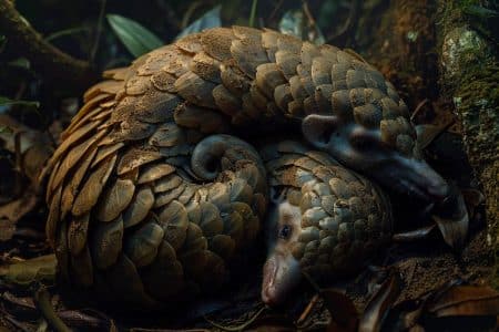 Le mystère sombre du pangolin : pourquoi sa survie dépend de vous et de vos choix