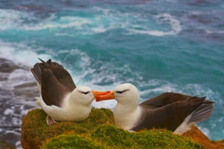 Afrique du Sud : des souris voraces causent l’agonie de centaines de milliers d’oiseaux marins sur l’île Marion