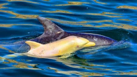 Ce dauphin albinos, rare comme 1 sur 10 000, intrigue l’Afrique avec sa blancheur fantomatique et sa survie incertaine