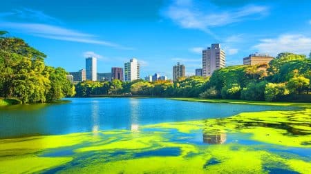 Ce lac de Sao Paulo devient vert : une transformation spectaculaire due à la sécheresse historique et à la chaleur record
