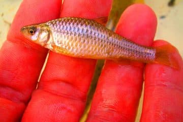 Ce poisson venu de Chine ravage nos rivières et menace une industrie de 700 millions d&rsquo;euros en Méditerranée