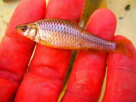 Ce poisson venu de Chine ravage nos rivières et menace une industrie de 700 millions d&rsquo;euros en Méditerranée
