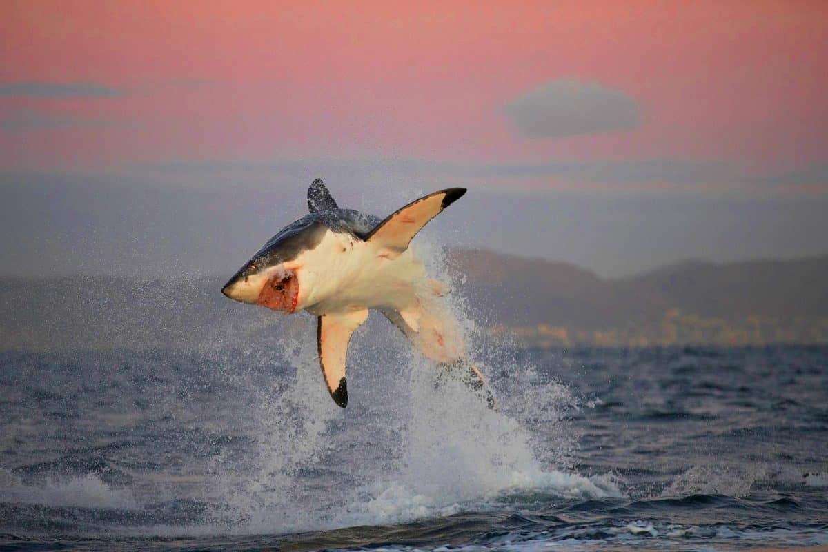Ce prédateur mythique se volatilise : baisse spectaculaire de 80% des requins blancs en Afrique du Sud