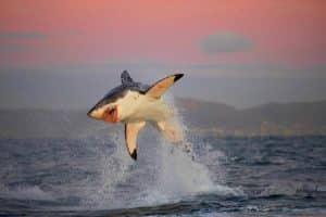 Ce prédateur mythique se volatilise : baisse spectaculaire de 80% des requins blancs en Afrique du Sud