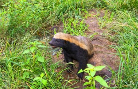 Ce ratel audacieux défie lions et crocodiles avec sa peau de cuir et ses griffes de 4 cm de long