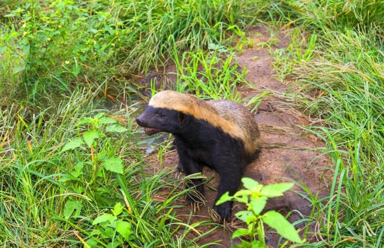 Ce ratel audacieux défie lions et crocodiles avec sa peau de cuir et ses griffes de 4 cm de long