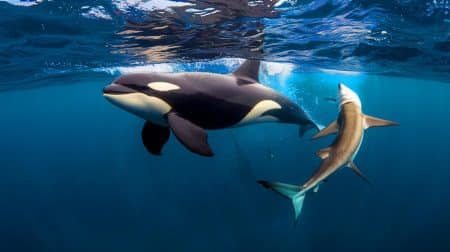 Ces deux orques, Bâbord et Tribord, déciment 19 requins en un jour et sèment la panique sur les côtes sud-africaines