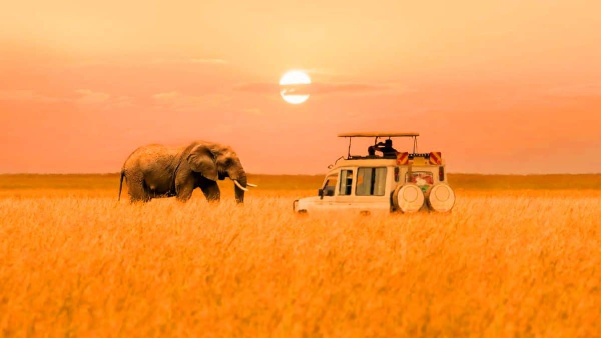 Ces éléphants d’Afrique pourraient utiliser des noms comme les humains : une découverte qui bouleverse l’évolution du langage Ces éléphants d’Afrique pourraient utiliser des noms comme les humains : une découverte qui bouleverse l’évolution du langage