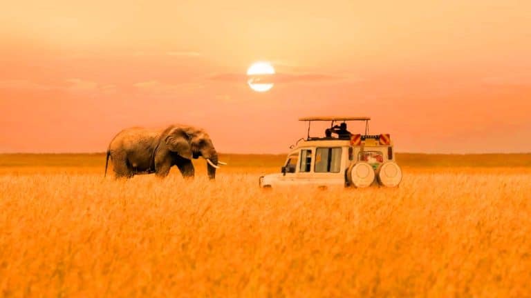 Ces éléphants d’Afrique pourraient utiliser des noms comme les humains : une découverte qui bouleverse l&rsquo;évolution du langage