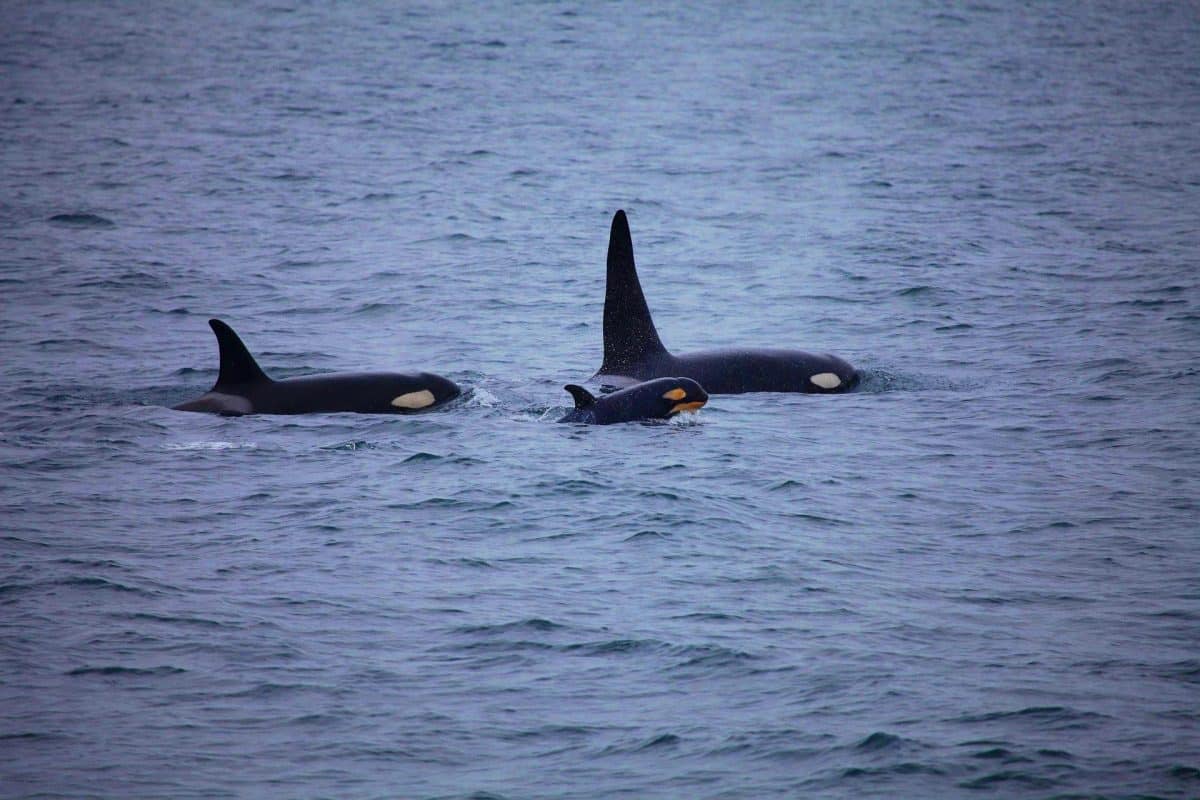 Ces orques sanguinaires transforment l&rsquo;océan en cimetière : 8 grands requins blancs massacrés depuis 2015 !