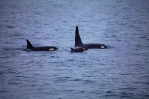 Ces orques sanguinaires transforment l&rsquo;océan en cimetière : 8 grands requins blancs massacrés depuis 2015 !