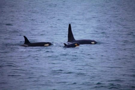 Ces orques sanguinaires transforment l&rsquo;océan en cimetière : 8 grands requins blancs massacrés depuis 2015 !