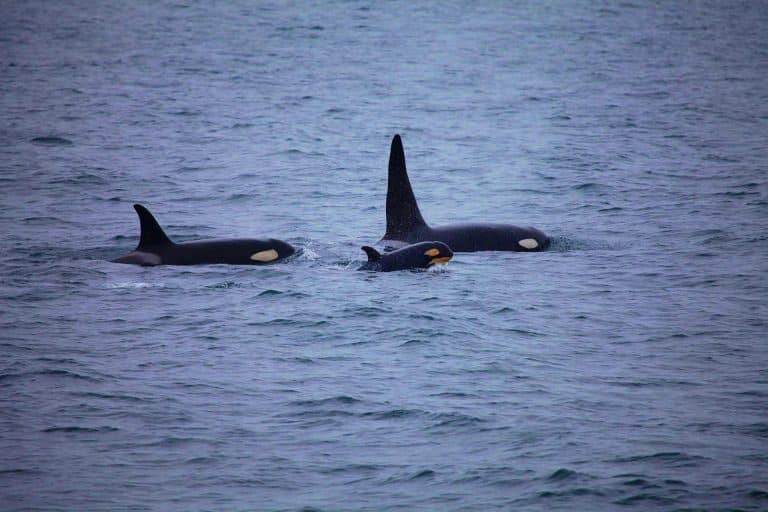 Deux orques tueuses en série terrorisent les eaux au large de l’Afrique du Sud : un carnage sans précédent