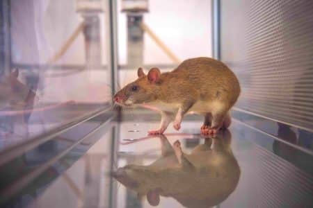 Ces énormes rats africains démasquent les trafiquants d’animaux en un clin d’œil : une arme secrète contre le braconnage Ces rats géants africains détectent l’ivoire comme des experts : une arme secrète contre le braconnage !
