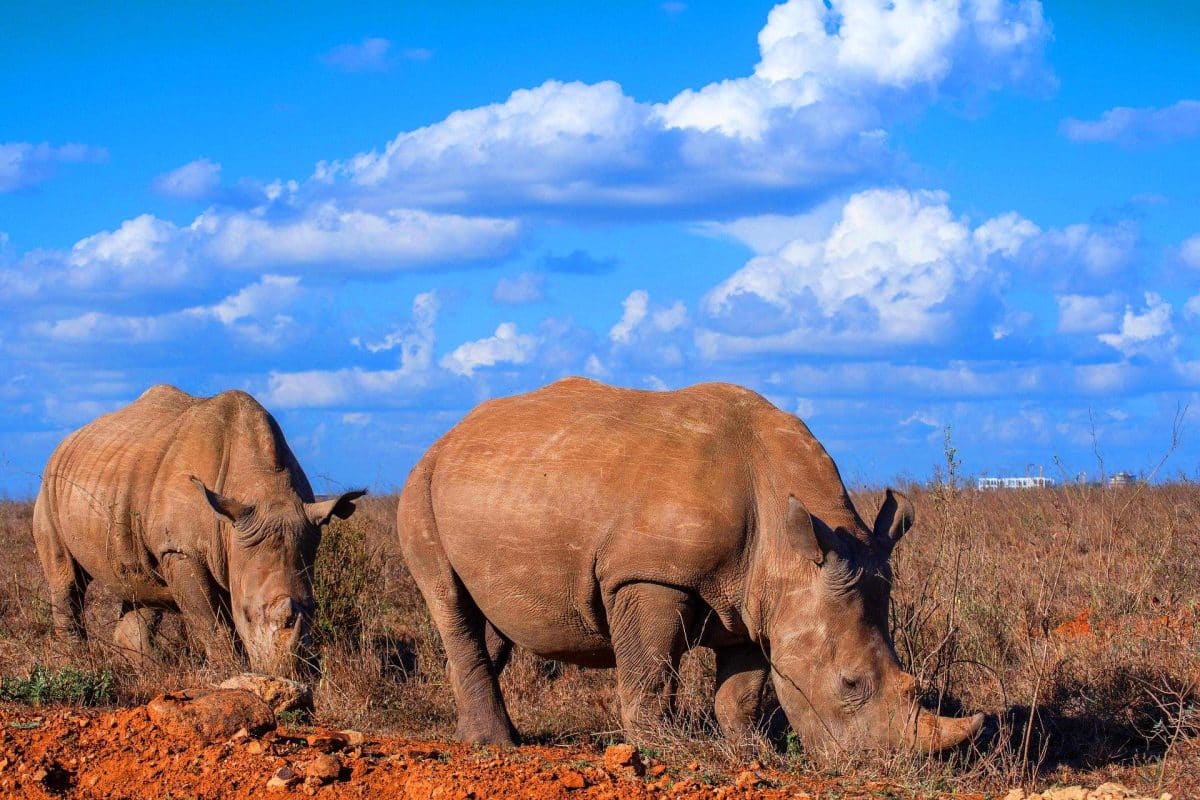 Ces rhinocéros aux cornes radioactives défient le braconnage : une arme secrète pour sauver 15 000 spécimens menacés Ces rhinocéros aux cornes radioactives défient le braconnage : une arme secrète pour sauver 15 000 spécimens menacés