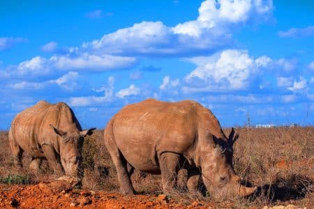 Ces rhinocéros aux cornes radioactives défient le braconnage : une arme secrète pour sauver 15 000 spécimens menacés