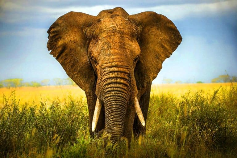 Cette baleine géante cache un secret étonnant : sa langue pèse autant qu&rsquo;un éléphant d&rsquo;Afrique entier