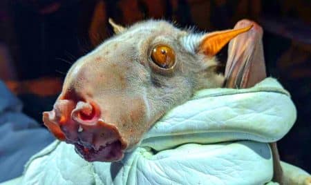 Cette chauve-souris africaine à tête de marteau, avec 97 cm d&rsquo;envergure, pourrait cacher le mystère d&rsquo;Ebola