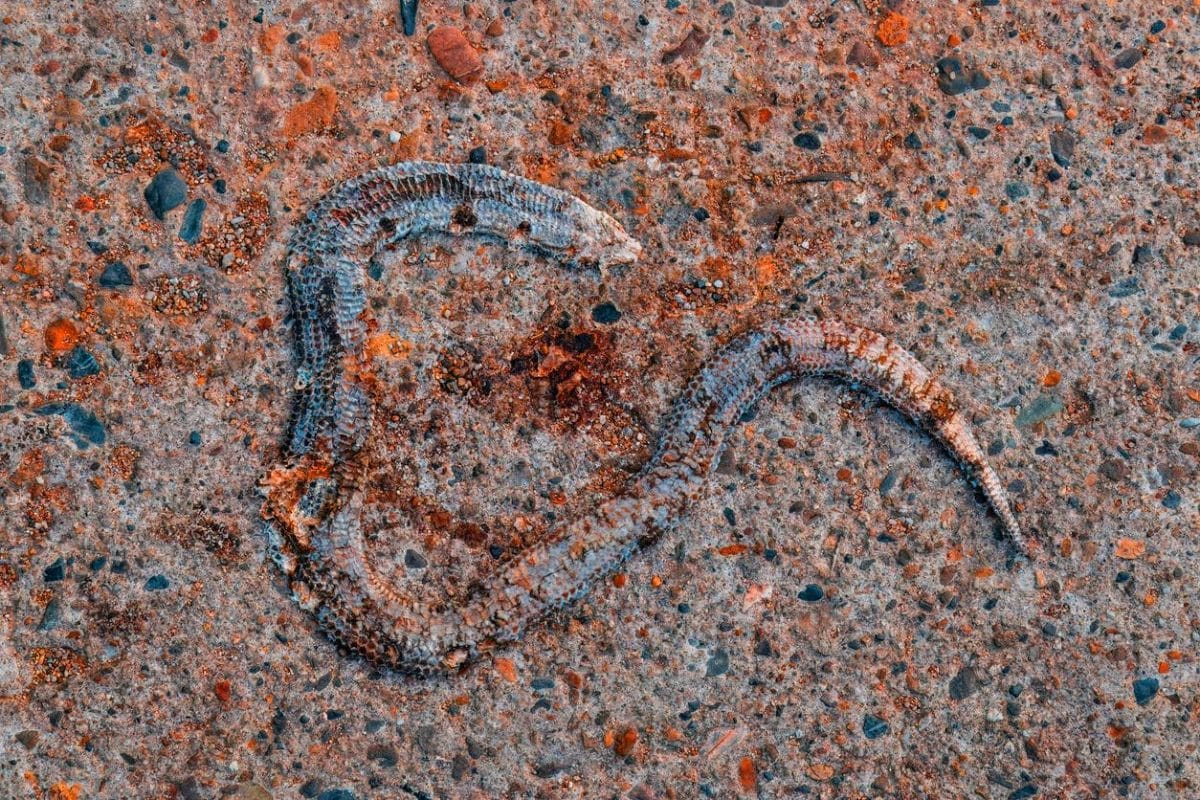 Cette fascinante vipère fossile découverte en Afrique du Sud défie 150 millions d&rsquo;années de mystères reptiliens