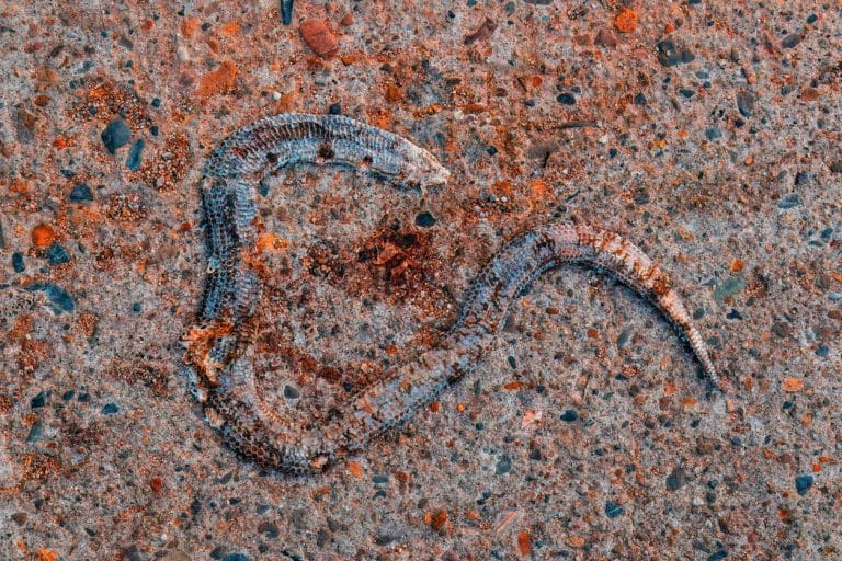 Cette fascinante vipère fossile découverte en Afrique du Sud défie 150 millions d&rsquo;années de mystères reptiliens