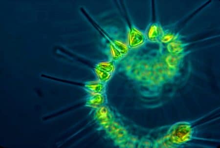 Cette floraison d&rsquo;algues à Madagascar couvre 2 000 km² : un phénomène inédit depuis 27 ans dû à la poussière africaine