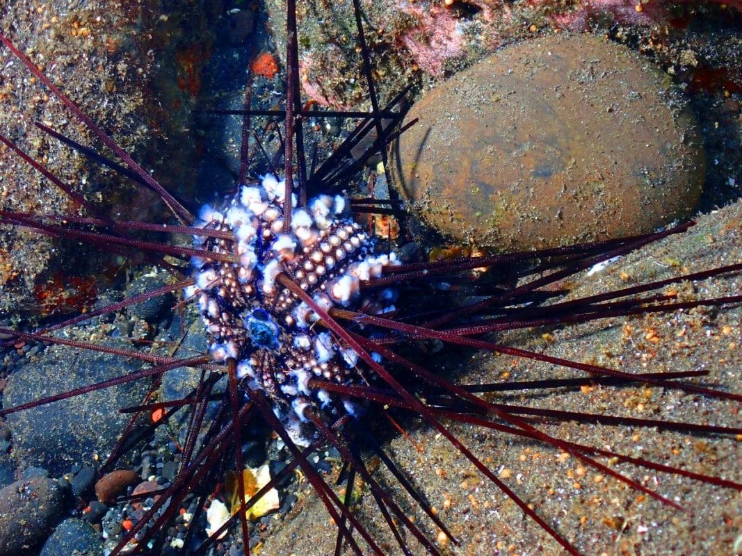 Cette pandémie marine décime 90 % des oursins de l&rsquo;océan Indien en moins de 48 heures
