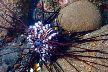 Cette pandémie marine décime 90 % des oursins de l&rsquo;océan Indien en moins de 48 heures