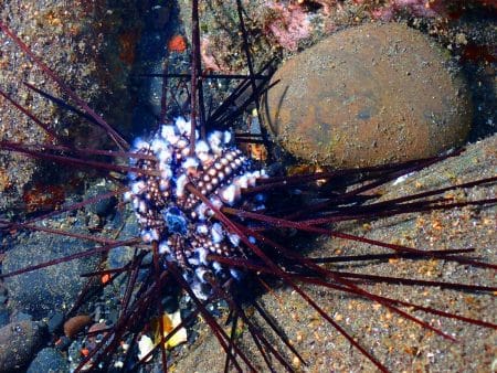 Cette pandémie marine décime 90 % des oursins de l&rsquo;océan Indien en moins de 48 heures