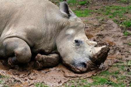 En Afrique du Sud, des détecteurs de mensonges pour sauver 80 % des rhinocéros mondiaux d&rsquo;un braconnage ravageur