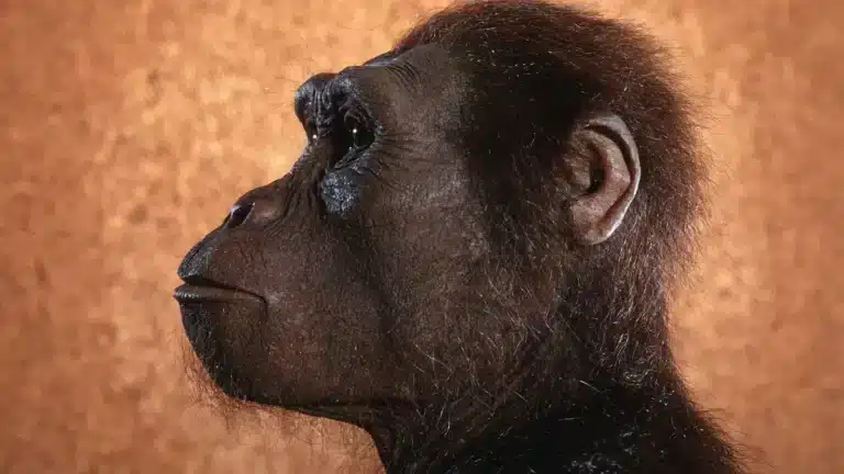 De Lucy à Homo sapiens : 8 millions d&rsquo;années d&rsquo;évolution humaine dévoilées à travers une incroyable épopée