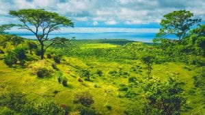 Plus de 200 espèces endémiques dévoilées : le secret incroyable du paradis écologique caché d'Afrique australe