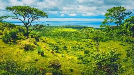 Plus de 200 espèces endémiques dévoilées : le secret incroyable du paradis écologique caché d'Afrique australe