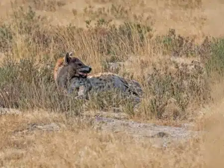 Cet animal disparu depuis 5 000 ans a été retrouvé en Égypte : un retour inattendu et une découverte exceptionnelle